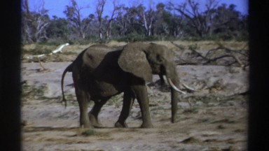 1969: an elephant casually walking around outside. SOUTH AFRICA