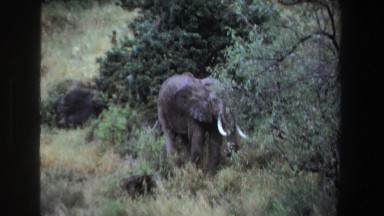 1969: african elephant feeding on the grass SOUTH AFRICA