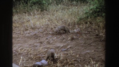 1969: funny meerkats put head down a hole SOUTH AFRICA