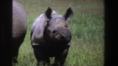 1969: a baby rhinoceros stands behind an adult rhinoceros in a grassy area SOUTH