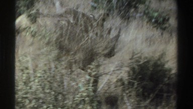 1969: a rhino quickly moving away SOUTH AFRICA