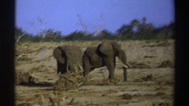 1969: majestic african elephants in their natural habitat. SOUTH AFRICA