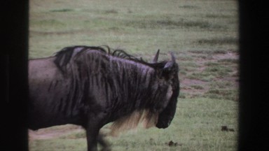 1969: close-up of a wildebeest walking SOUTH AFRICA