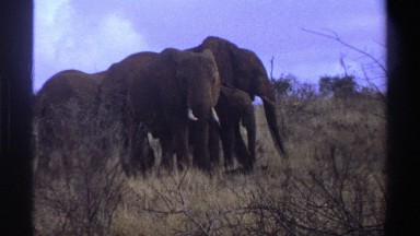 1969: elephants are walking,around the forest area SOUTH AFRICA