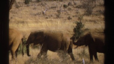 1969: herd of elephants standing on the plains covered in dead grass