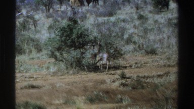 1969: an animal in a plain between some bushes. SOUTH AFRICA
