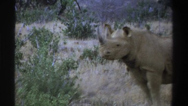 1969: Rhinos Up Close in South Africa