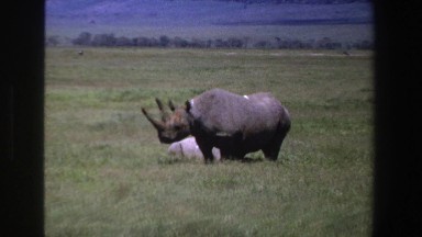1969: two rhinos in field SOUTH AFRICA