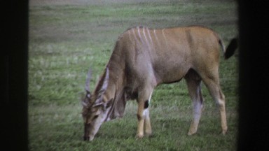 1969: beautiful deer grazing in an open field. SOUTH AFRICA