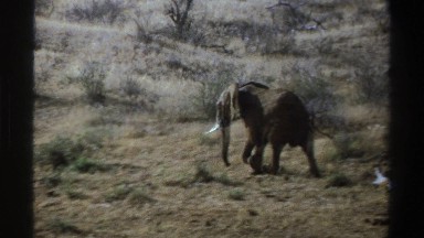 1969: elephant walking alone in africa SOUTH AFRICA