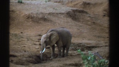 1969: Elephant Patiently Grazes the Open Plains of South Africa