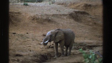 1969: elephant enjoying a snack out of a dirt hole SOUTH AFRICA