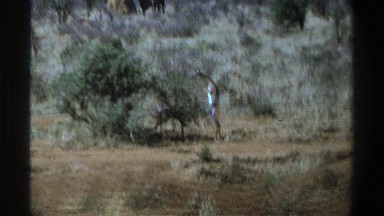 1969: some gazelles standing on their hind legs to eat foliage SOUTH AFRICA