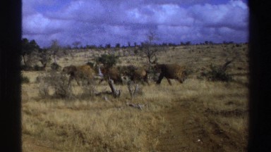 1969: herd of elephants wandering around in a natural setting, crossing a road