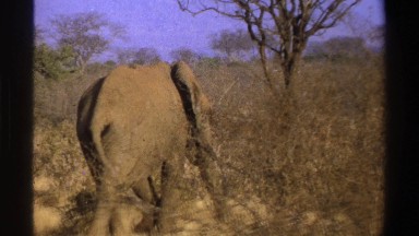 1969: majestic elephant SOUTH AFRICA