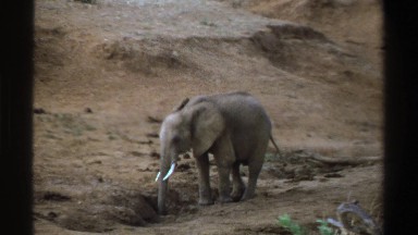 1969: poor thirsty elephant SOUTH AFRICA