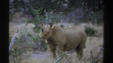 1969: a rhino on an african safari SOUTH AFRICA