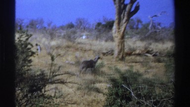 1969: A Dark Gray Elk-Like Animal Slowly Walks Through a Dry Field in South Africa