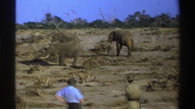 1969: two men watch another man sneaking up on three elephants to get