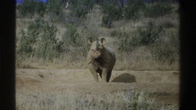 1969: huge quiet alert rhino in a wild pasture interested in the cameraman SOUTH