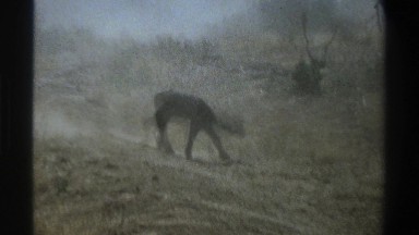1969: small cow rounding around the place,more animals walking around the area