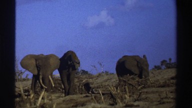 1969: three large elephants in a field SOUTH AFRICA