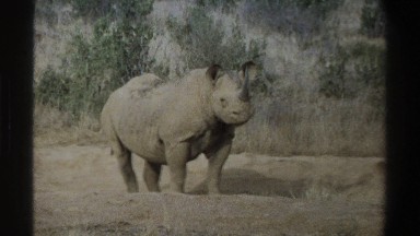 1969: wild animal rhino SOUTH AFRICA