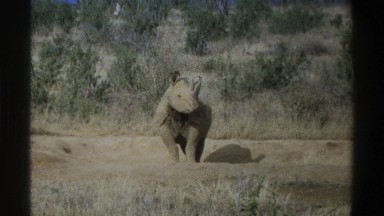 1969: grey rhino grazing in a saharan field SOUTH AFRICA