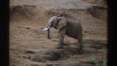 1969: a small juvenile elephant walks around in a dirt field SOUTH AFRICA