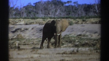 1969: elephant turns its head away while standing in a dry dirt pasture SOUTH