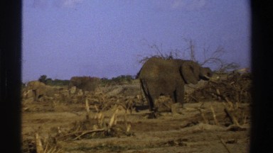 1969: group of elephants in a natural setting, wandering around looking for food