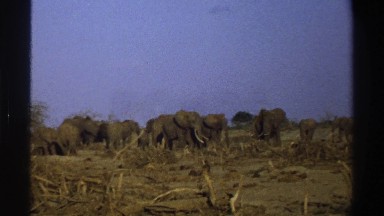 1969: A Parade of Elephants in South Africa