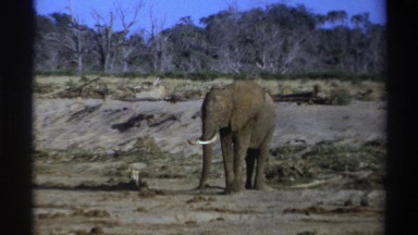 1969: elephant in arid environment moving slowly SOUTH AFRICA