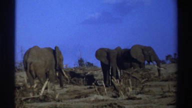 1969: herd of elephants searching for food in a dry and desolate environment