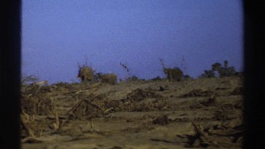 1969: elephants walk on top of ridge in one direction among dried trees, bushes