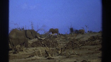 1969: family of elephants pasting SOUTH AFRICA