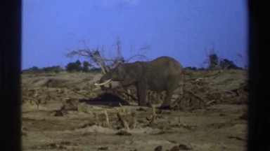 1969: munching on the local vegetation. SOUTH AFRICA