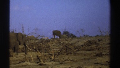 1969: Herd of Elephants Searching for Food in a Dry and Desolate Savanna
