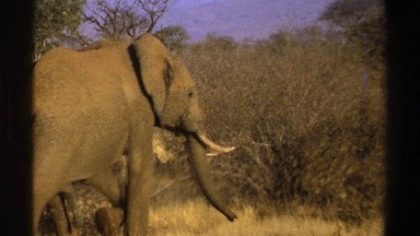 1969: strolling elephant SOUTH AFRICA