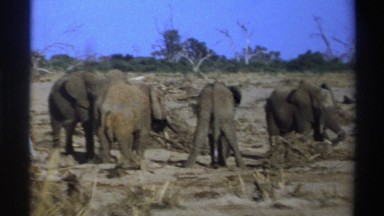 1969: herd of elephants searching for food in a dry and desolate environment