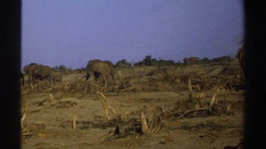 1969: the gang of big animal in unity SOUTH AFRICA