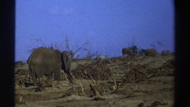 1969: a group of elephants in a dry desert environment SOUTH AFRICA