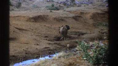 1969: a baby elephant walking in the safari, alone, and searching for food SOUTH
