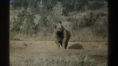 1969: curious rhinoceros looking around its environment in the desert. SOUTH