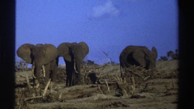 1969: herd of african ungulates on the savanna moving casually SOUTH AFRICA