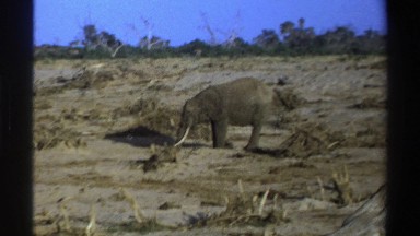 1969: elephant eating with his truck in the african wilderness SOUTH AFRICA