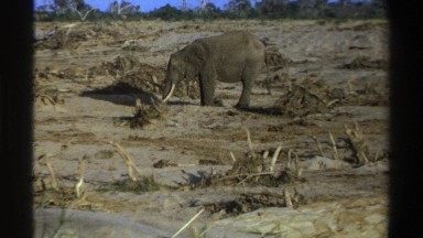 1969: lone elephant standing in the middle of grasslands SOUTH AFRICA