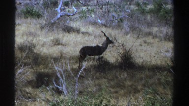 1969: The Gazelle Cautiously Scouting the Area, South Africa