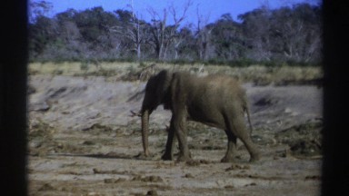 1969: lonely elephant in the middle of the savannah SOUTH AFRICA