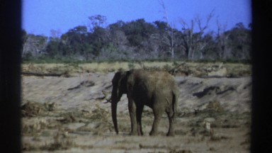 1969: elephant standing in dry lake bed SOUTH AFRICA